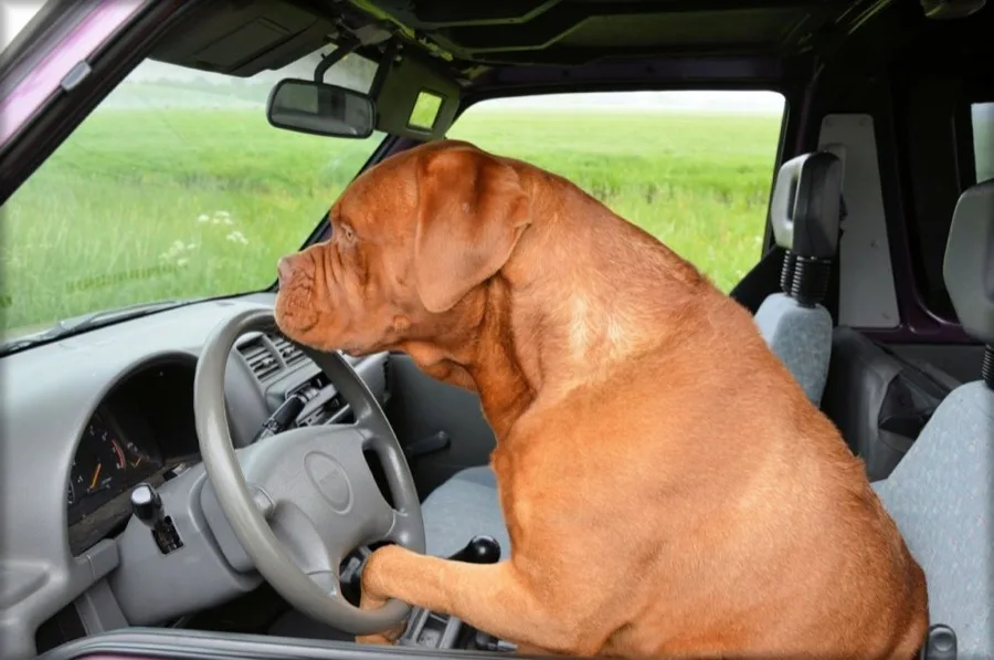 negotiating car price